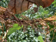 Cuscuta