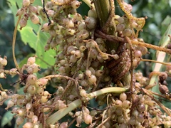 Cuscuta