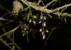 Sarcochilus australis