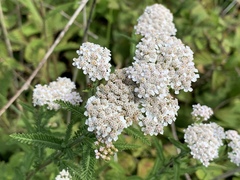 Achillea millefolium