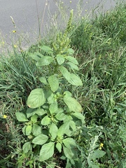 Amaranthus retroflexus