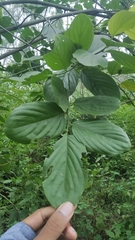 Ventilago denticulata