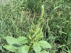 Amaranthus retroflexus