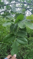 Ventilago denticulata