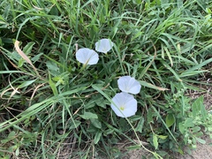 Convolvulus arvensis