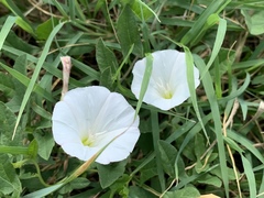 Convolvulus arvensis