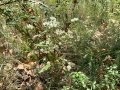 Erigeron annuus