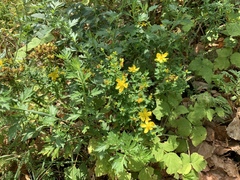 Hypericum perforatum