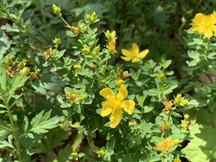 Hypericum perforatum