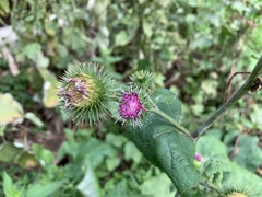 Arctium lappa