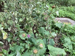 Arctium lappa