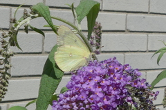 Colias philodice