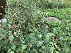 Arctium lappa