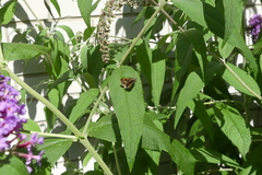 Polites themistocles