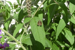 Polites themistocles