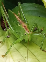 Tettigonia cantans