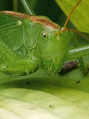 Tettigonia cantans