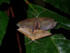Hypochrosini
