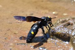 Laeviscolia frontalis