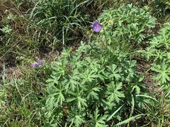 Geranium pratense