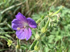 Geranium pratense