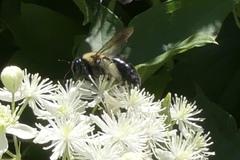 Xylocopa virginica