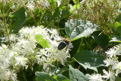 Xylocopa virginica