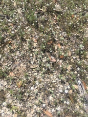 Chaetopappa bellidifolia
