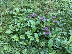 Prunella vulgaris
