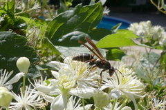 Polistes fuscatus