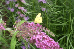 Colias philodice