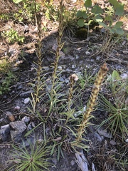 Omalotheca sylvatica