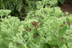 Polites themistocles