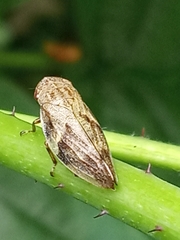 Aphrophora alni
