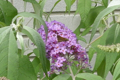 Polites themistocles