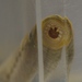 American Brook Lamprey - Photo (c) Kent Miller, some rights reserved (CC BY-ND), uploaded by Kent Miller