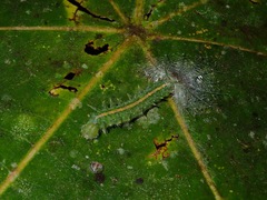 Adoliadini