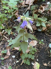 Campanula trachelium