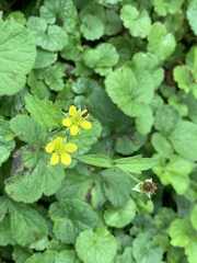 Geum urbanum