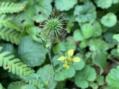 Geum urbanum