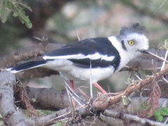 Prionops poliolophus