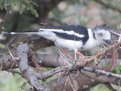 Prionops poliolophus
