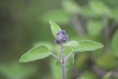 Salvia melissodora