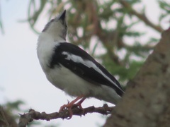 Prionops poliolophus