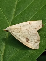 Rivula sericealis