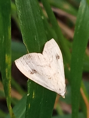 Rivula sericealis