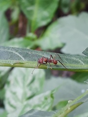 Acromyrmex octospinosus