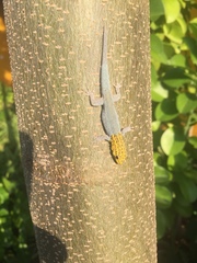 Lygodactylus picturatus