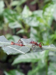 Acromyrmex octospinosus