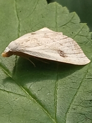 Rivula sericealis